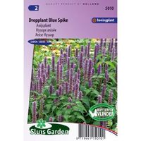 Dropplant / Anijsplant zaden Blue Spike - thumbnail