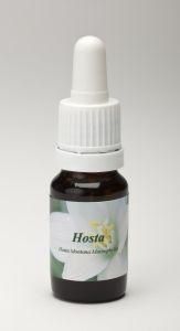 Hosta