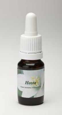 Hosta