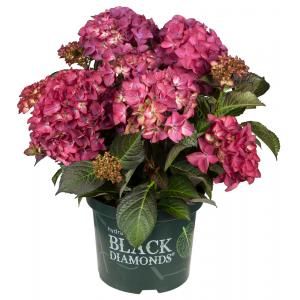 Hydrangea Macrophylla "Black Diamond® Red Angel Purple"® boerenhortensia - 25-30 cm - 1 stuks