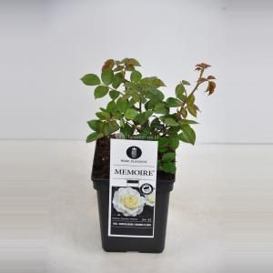 Grootbloemige roos (rosa "Memoire"®) - C5 - 1 stuks