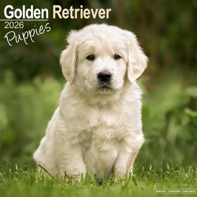 Golden Retriever Kalender Puppies 2026