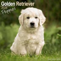 Golden Retriever Kalender Puppies 2026