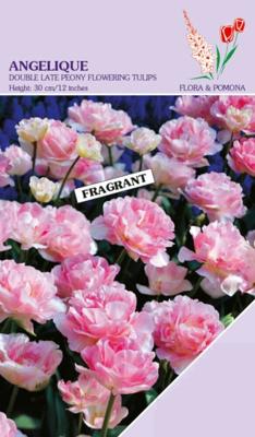 Tulp Angelique 8 bollen