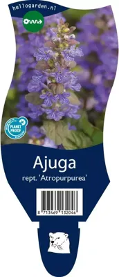 Ajuga reptans &apos;Atropurpurea&apos; (Kruipend zenegroen)