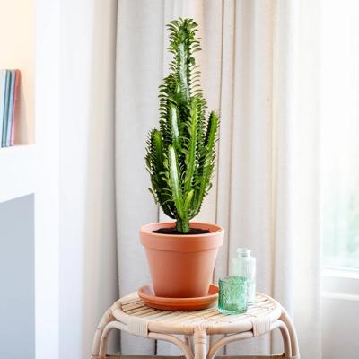 plantje.nl Euphorbia Trigona, Afrikaanse Melkboom, Groen