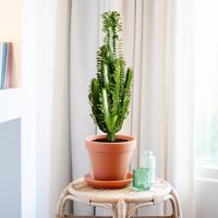 plantje.nl Euphorbia Trigona, Afrikaanse Melkboom, Groen
