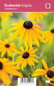 Vips Rudbeckia fulgida Goldsturm - Zonnehoed