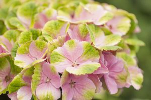 Hortensia