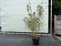 Fargesia Rufa - Bamboe - 120cm