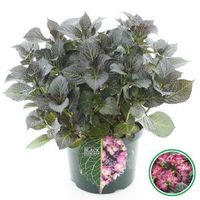 Hydrangea Macrophylla "Black Diamond® Dark Angel Purple"® schermhortensia - 40-50 cm - 1 stuks