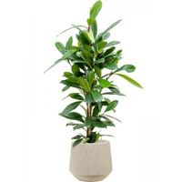 Plant in Pot Ficus Cyathistipula 110 cm kamerplant in Baq Raindrop 30 cm bloempot - thumbnail