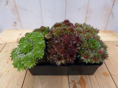 Sedum vetplanten zes stuks Warentuin Natuurlijk - Warentuin natuurlijk