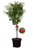 Sierappel Rood