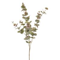 Eucalyptus Eucalyptus