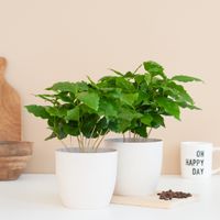 Coffea Arabica Duo - P12 - thumbnail