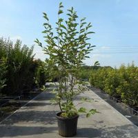 Magnolia Soulangeana - 175 - 200 cm - 3 stuks - thumbnail