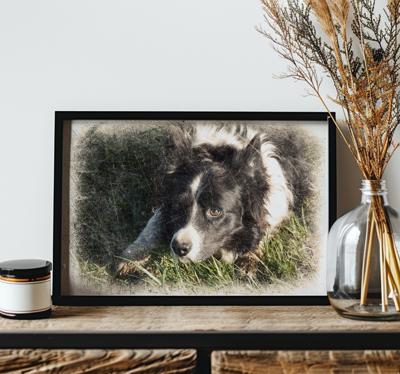 Aangepast vintage-effect andere dieren poster