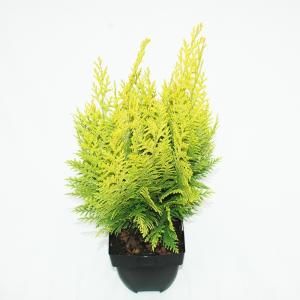 Schijncipres (Chamaecyparis lawsoniana "Ivonne") conifeer