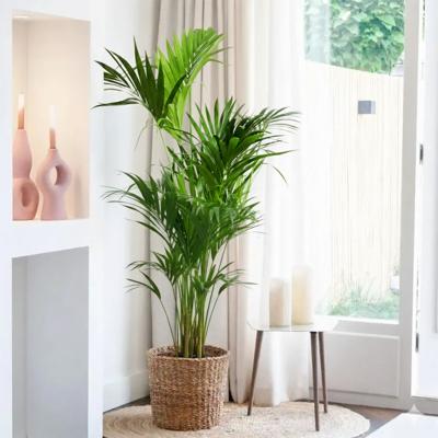 Howea forsteriana - Kentia Palm - P27 Howea forsteriana - Kentia Palm - P27