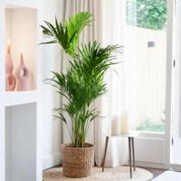 Howea forsteriana - Kentia Palm - P27