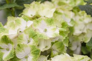 Hortensia