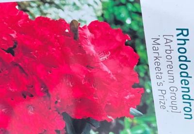 Rhododendron Markeetas Prize - Warentuin natuurlijk