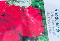 Rhododendron Markeetas Prize - Warentuin natuurlijk