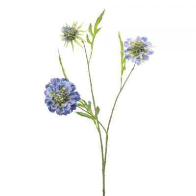 Scabiosa