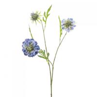 Scabiosa