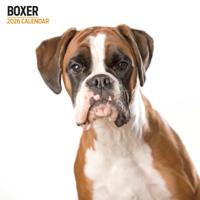 Boxer Modern Kalender 2026