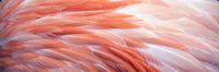 Karo-art Schilderij -Flamingo veren, roze,  Premium print  (wanddecoratie) - thumbnail
