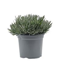 Lavendel Lavandula II kruidenplant Warentuin Natuurlijk - Warentuin natuurlijk