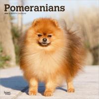 Pomeranian Kalender 2026