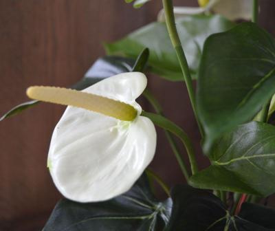 Anthurium kunstplant 40cm - crème in 10cm kweekpot