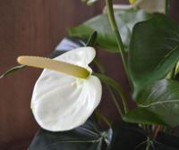Anthurium kunstplant 40cm - crème in 10cm kweekpot