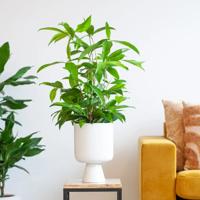 Dracaena Surculosa - Goudstof Draceana - P17 Dracaena Surculosa - Goudstof Draceana - P17
