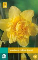 Narcissus Golden Ducat 4 bollen - Jub