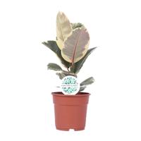 Ficus Elastica Tineke - Ø17cm - ↕50cm - thumbnail