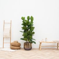 Ficus Lyrata Struik - Vioolbladplant - P30 Ficus Lyrata Struik - Vioolbladplant - P30