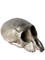 Parts of Four sculpture Monkey Skull - Argent - thumbnail