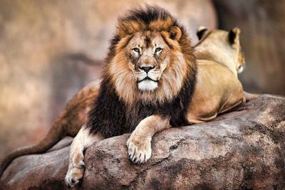 Poster King of the Pride 91,5x61cm