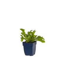 Leucanthemum v. Maikonigin vaste plant Griffioen - Griffioen