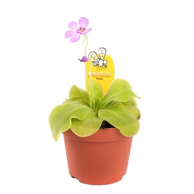 Mexicaans Vetblad (Pinguicula Tina) - P 12 cm