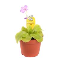 Mexicaans Vetblad (Pinguicula Tina) - P 12 cm