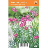 Anemoon (anemone multifida "Annabella Deep Rose") zomerbloeier - 12 stuks
