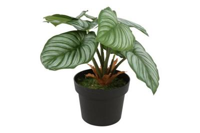 Decostar Calathea Orbifolia plant 31 cm groen Decostar Calathea Orbifolia plant 31 cm groen
