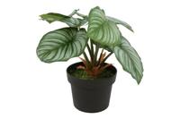 Decostar Calathea Orbifolia plant 31 cm groen