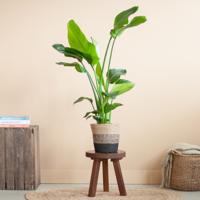 plantje.nl Paradijsvogelplant, Strelitzia Nicolai Zwart Jute Lissabon Pot Grote bladeren, brede bladeren