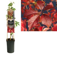 Klimplant Parthenocissus Engelmannii 75 cm - Van der starre Klimplant Parthenocissus Engelmannii 75 cm - Van der starre